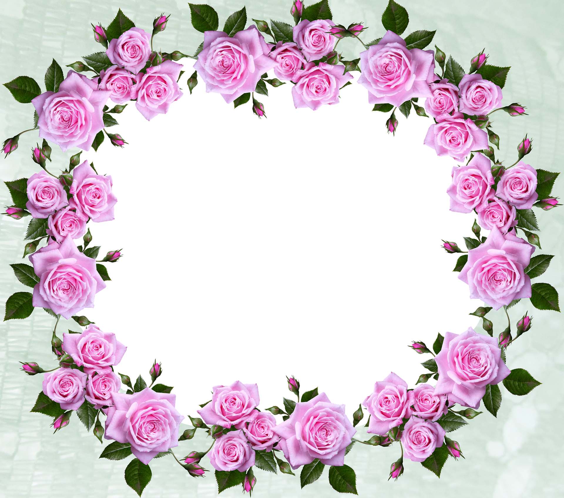Frame ảnh hoa hồng đẹp