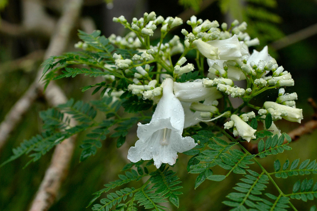 Hình ảnh loài hoa phượng trắng