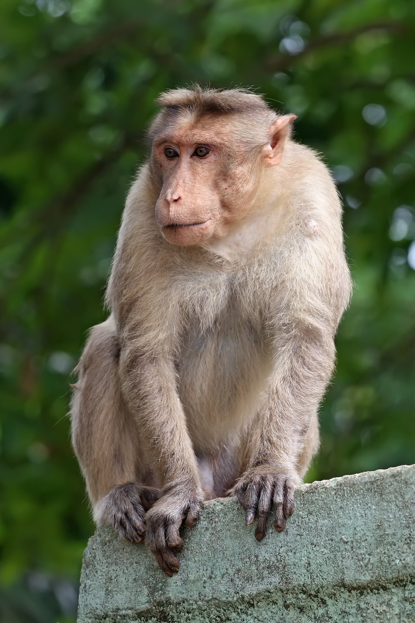 Một bức tranh của một con khỉ