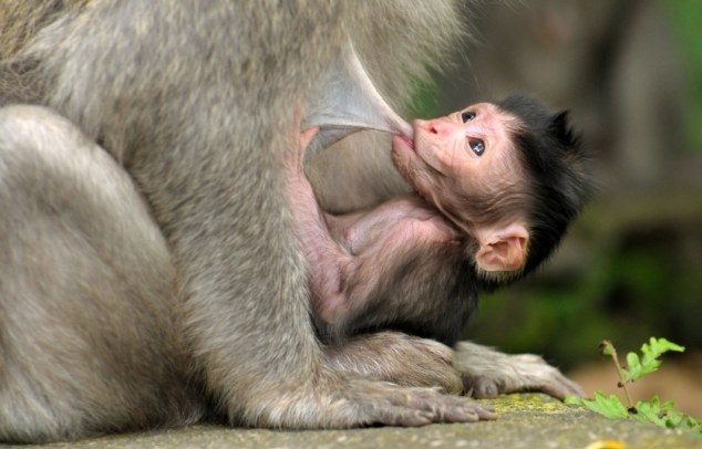 Hình ảnh đẹp về khỉ