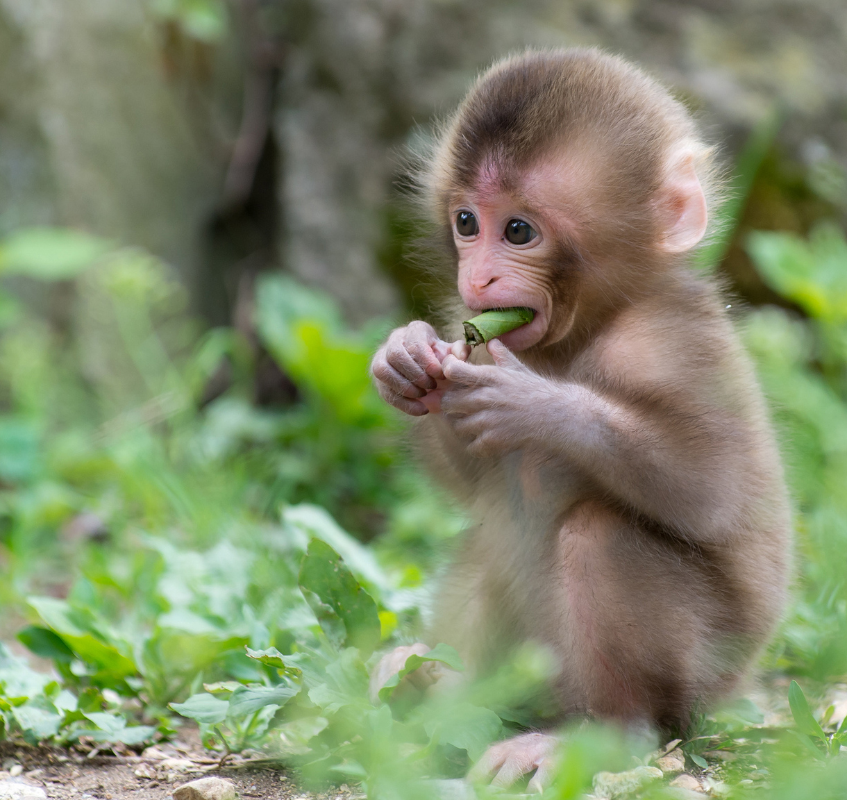 Hãy chiêm ngưỡng những hình ảnh con khỉ đẹp đến ngỡ ngàng này. Bộ lông mềm mại và màu sắc tươi sáng của chúng sẽ khiến bạn không thể rời mắt! Đây là cơ hội để khám phá vẻ đẹp của con khỉ và thưởng thức vẻ đẹp tự nhiên một cách hoàn hảo.