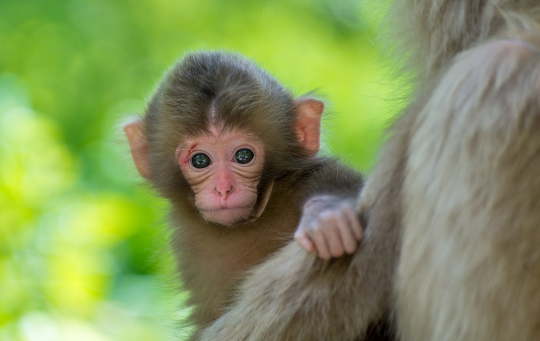 Rất Hay: Những hình ảnh con khỉ đẹp nhất