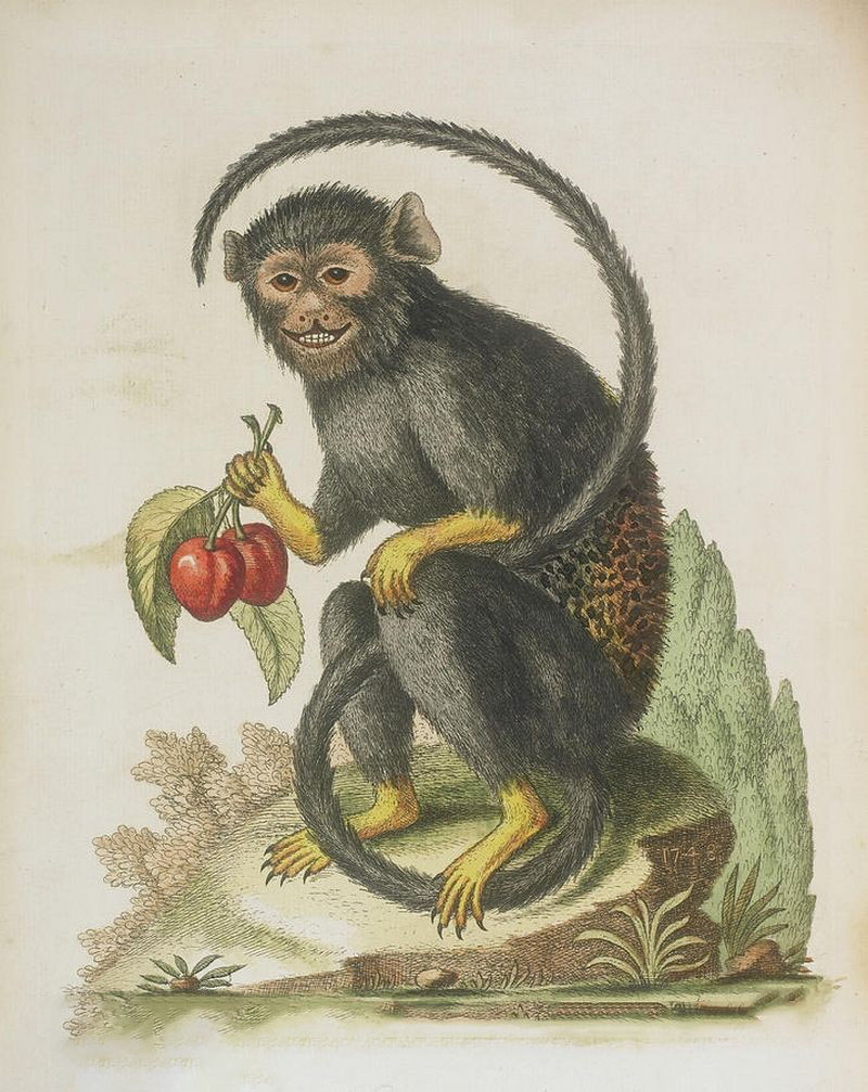 Hình ảnh vẽ con khỉ