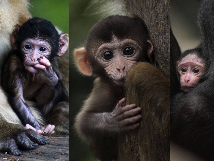 Những hình ảnh con khỉ đẹp nhất
