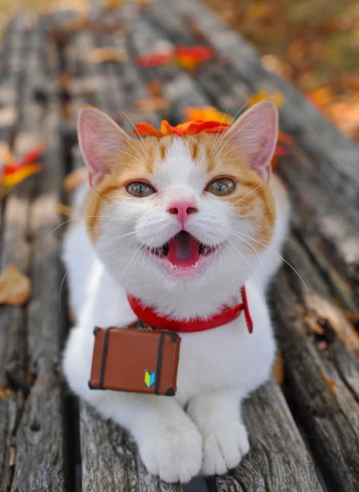 Hình ảnh Một Chú Mèo Con Dễ Thương Màu Trắng Miễn Phí PNG Miễn Phí Tải Về Lovepik