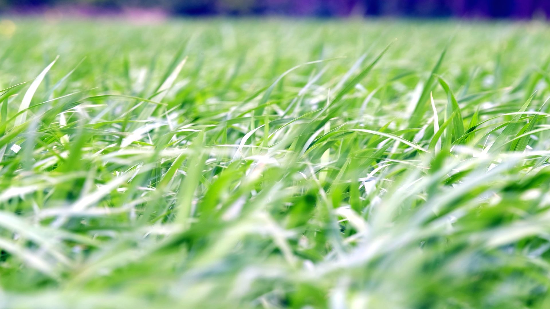 Hình ảnh nền cỏ xanh
