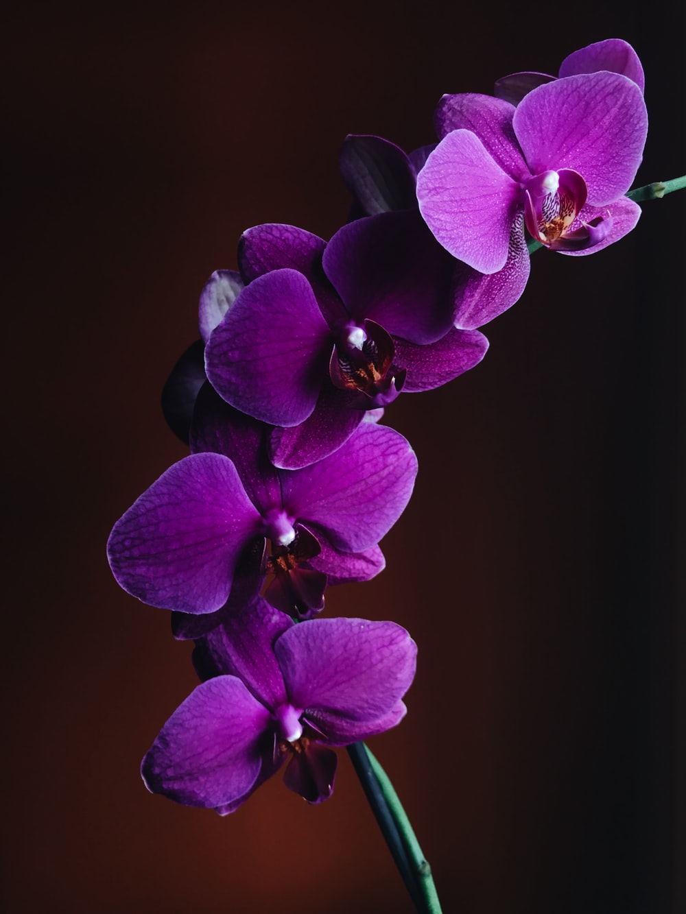 Hình ảnh phong lan màu tím đẹp