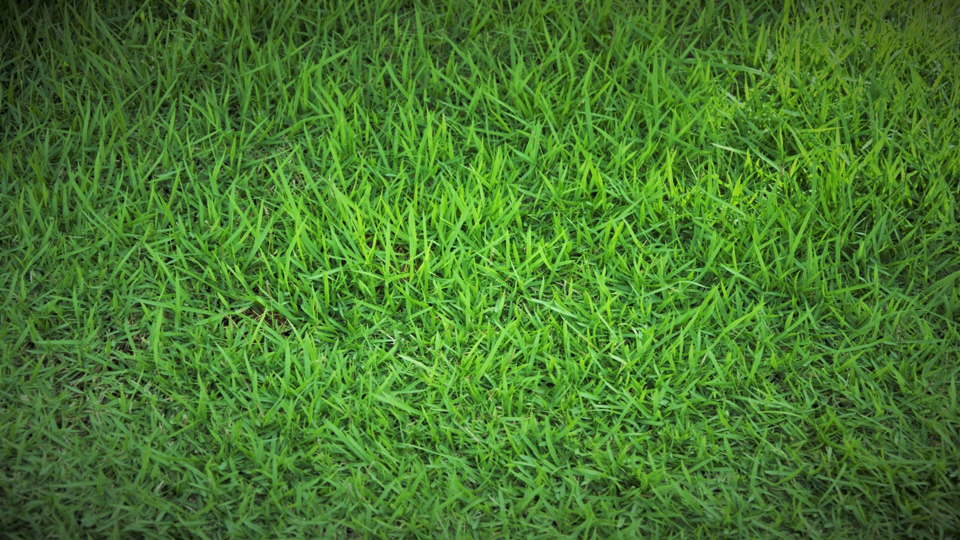 Hình nền cỏ xanh full HD