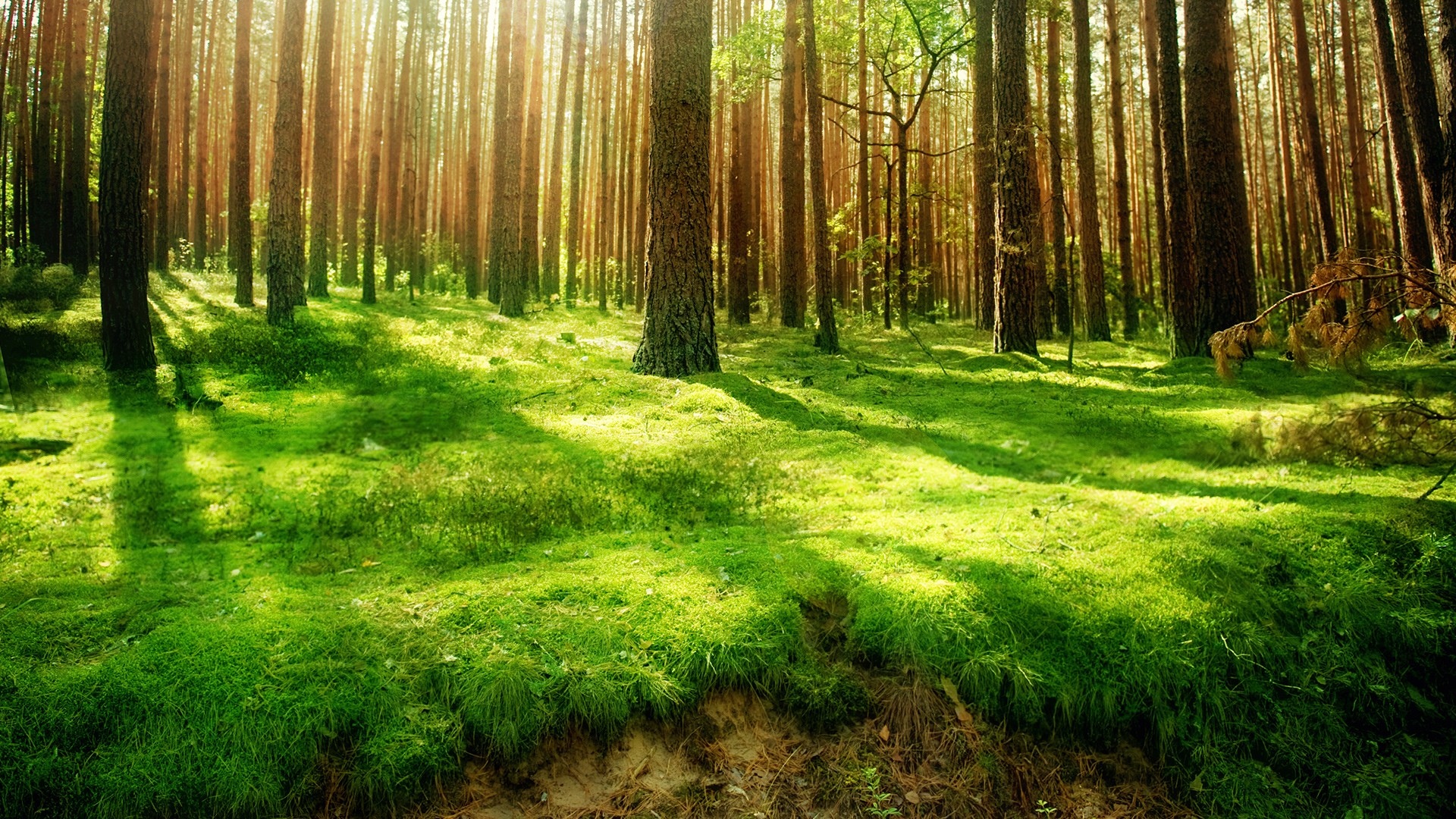 Hình nền cỏ xanh trong rừng full HD