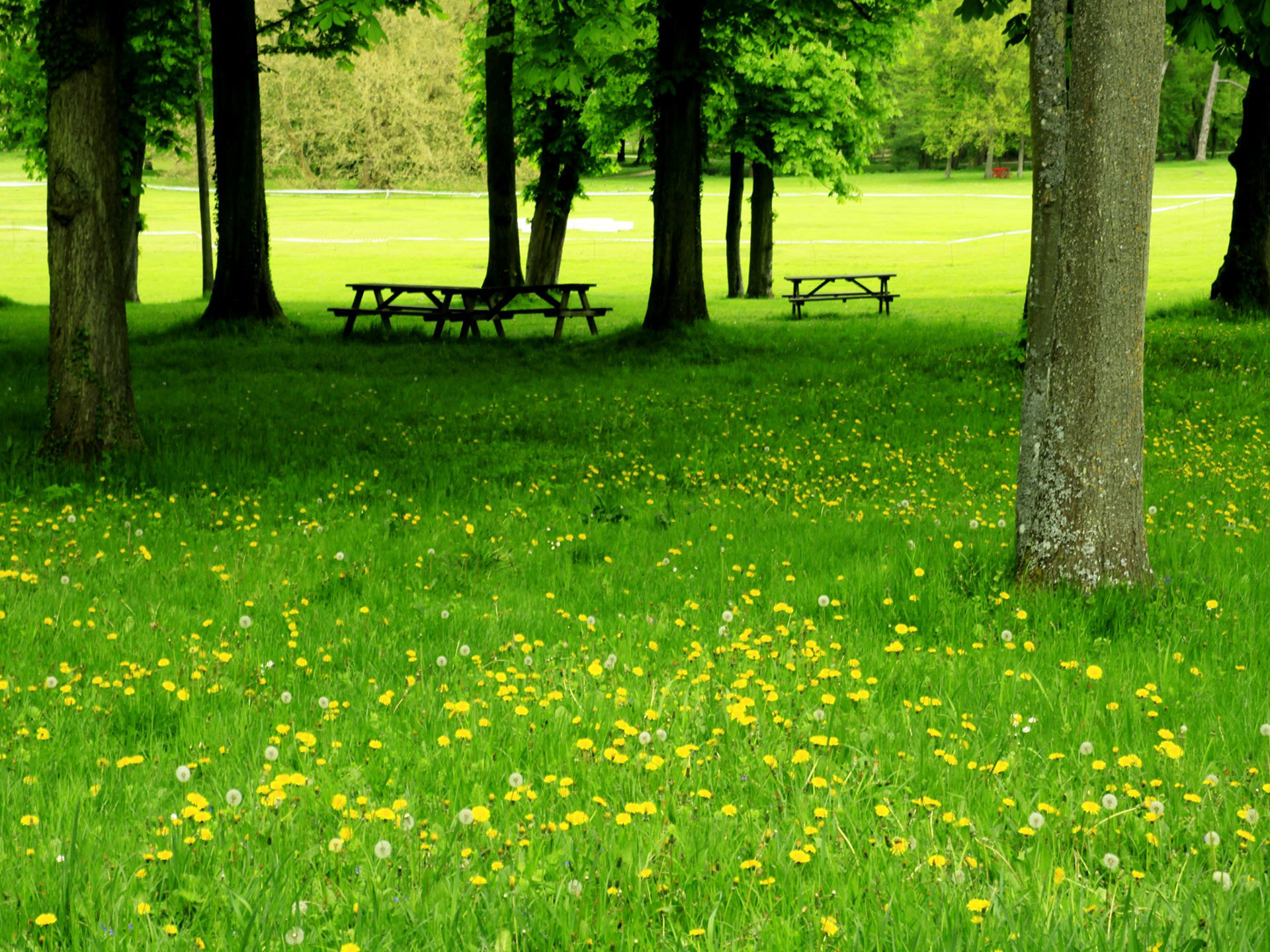 Hình nền công viên cỏ xanh