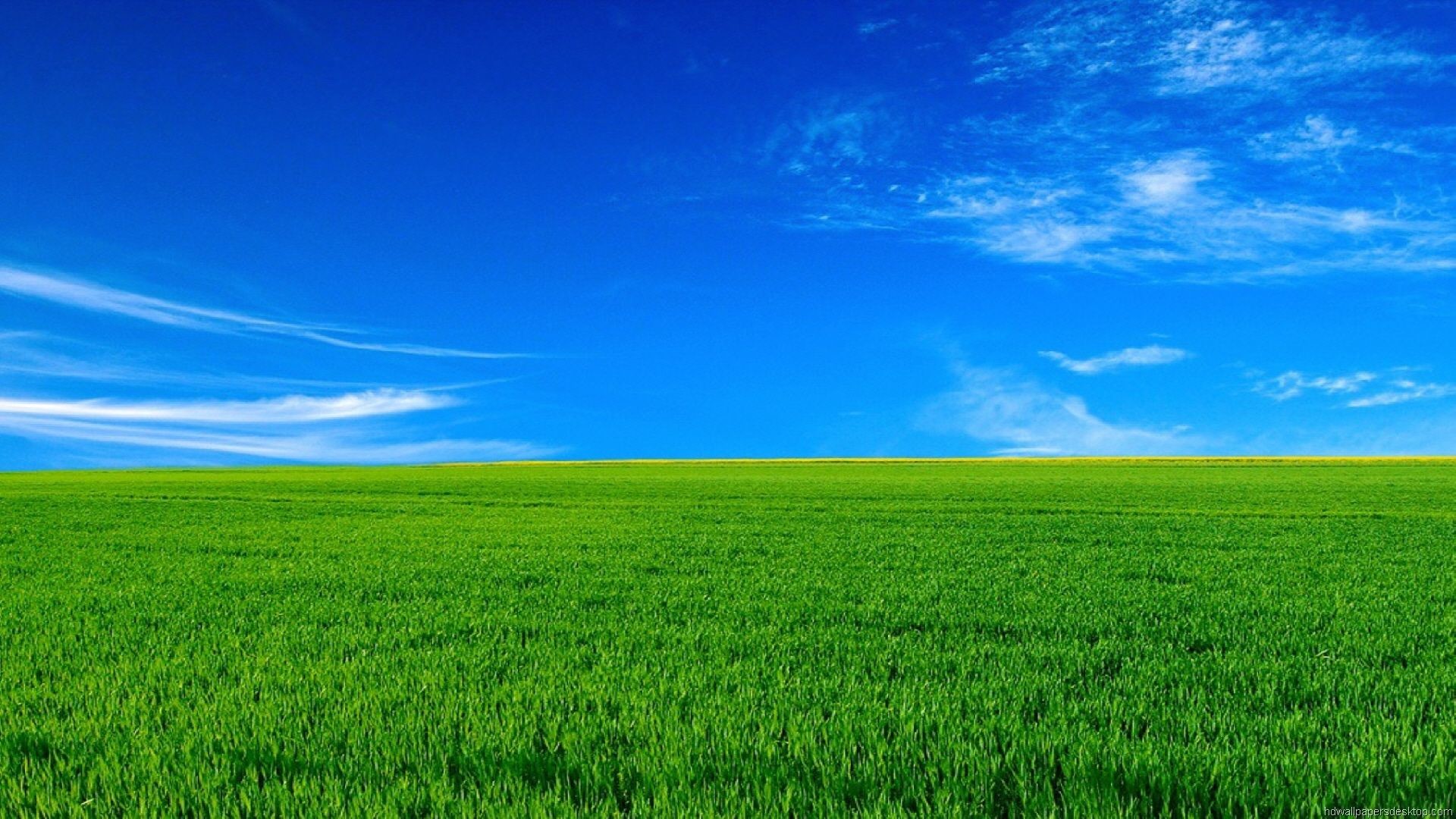 Hình nền đồng cỏ xanh rộng lớn