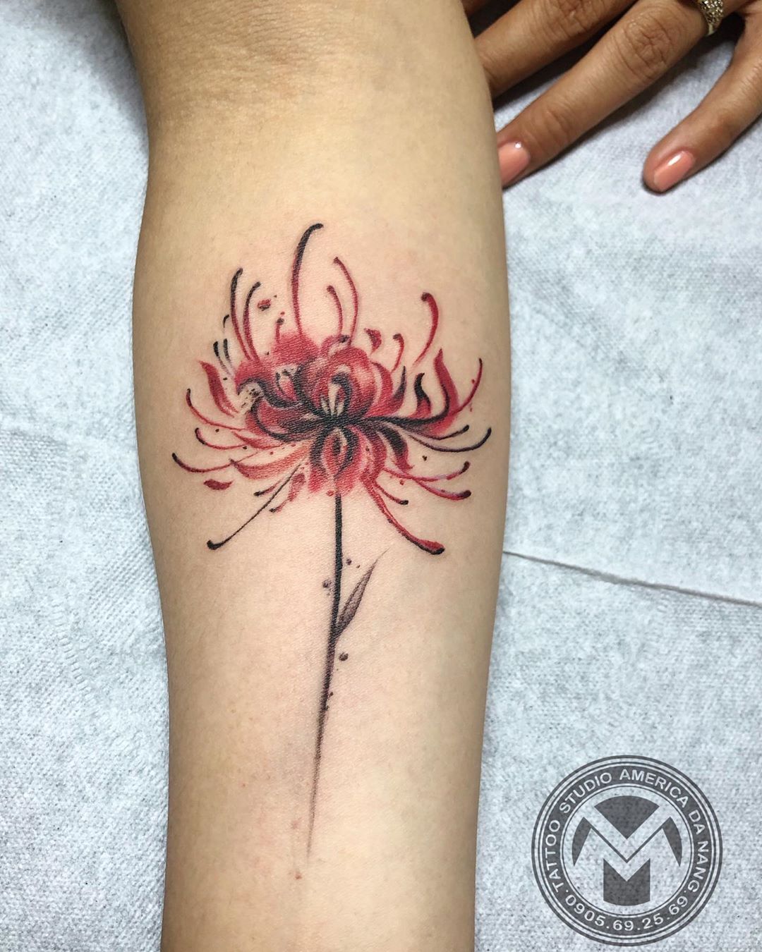 Hὶnh xǎm hoa bỉ ngạn trên cánh tay