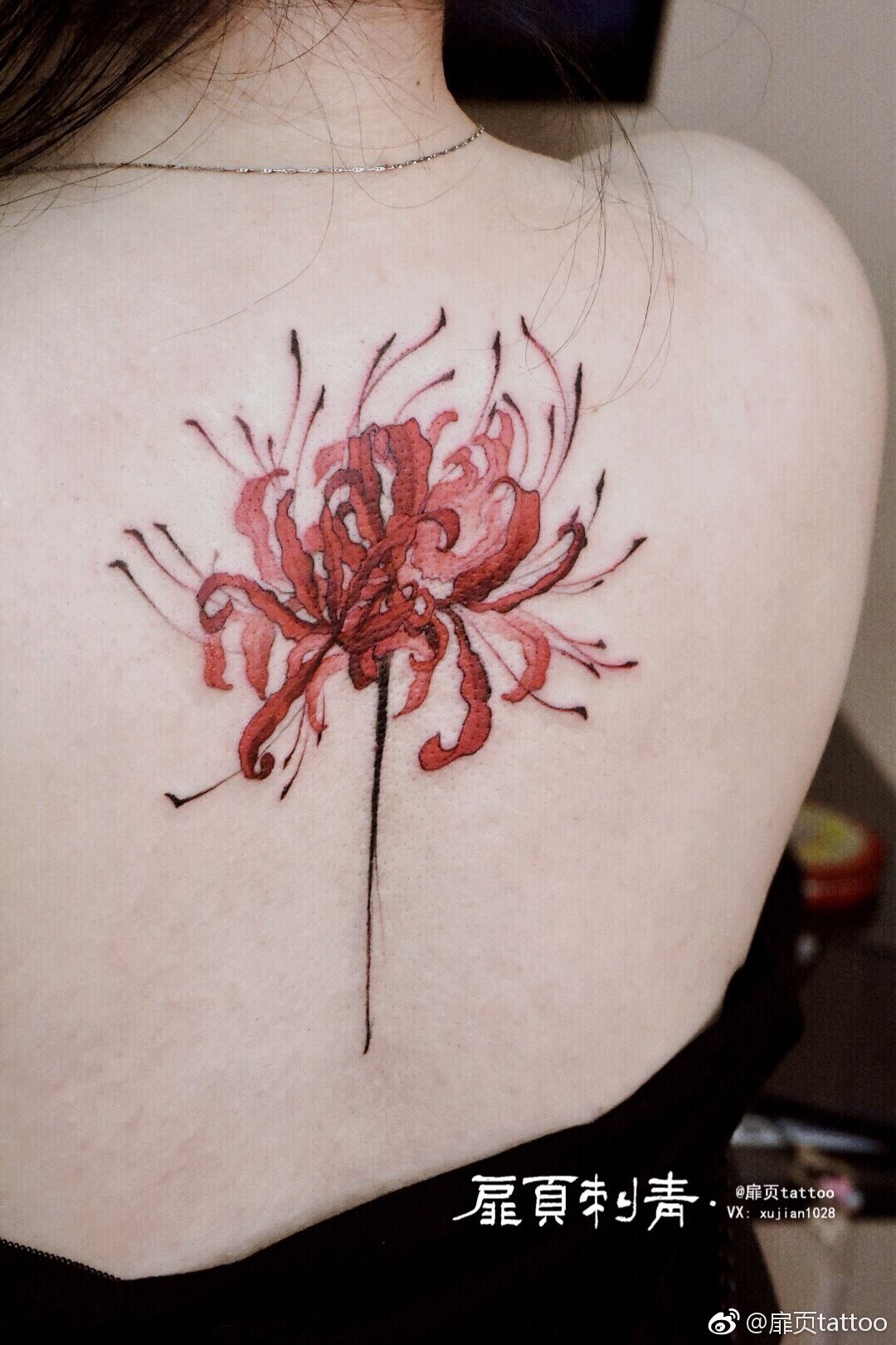Hoa bỉ ngạn xinh đẹp ở phίa sau lưng