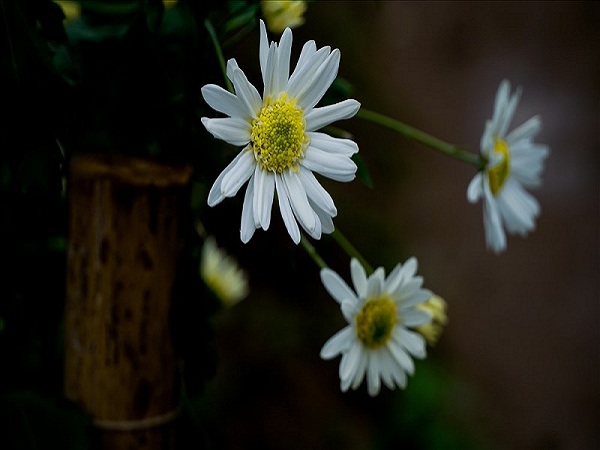 Top 110 hình nền hoa cúc trắng tuyệt vời nhất thdonghoadianeduvn