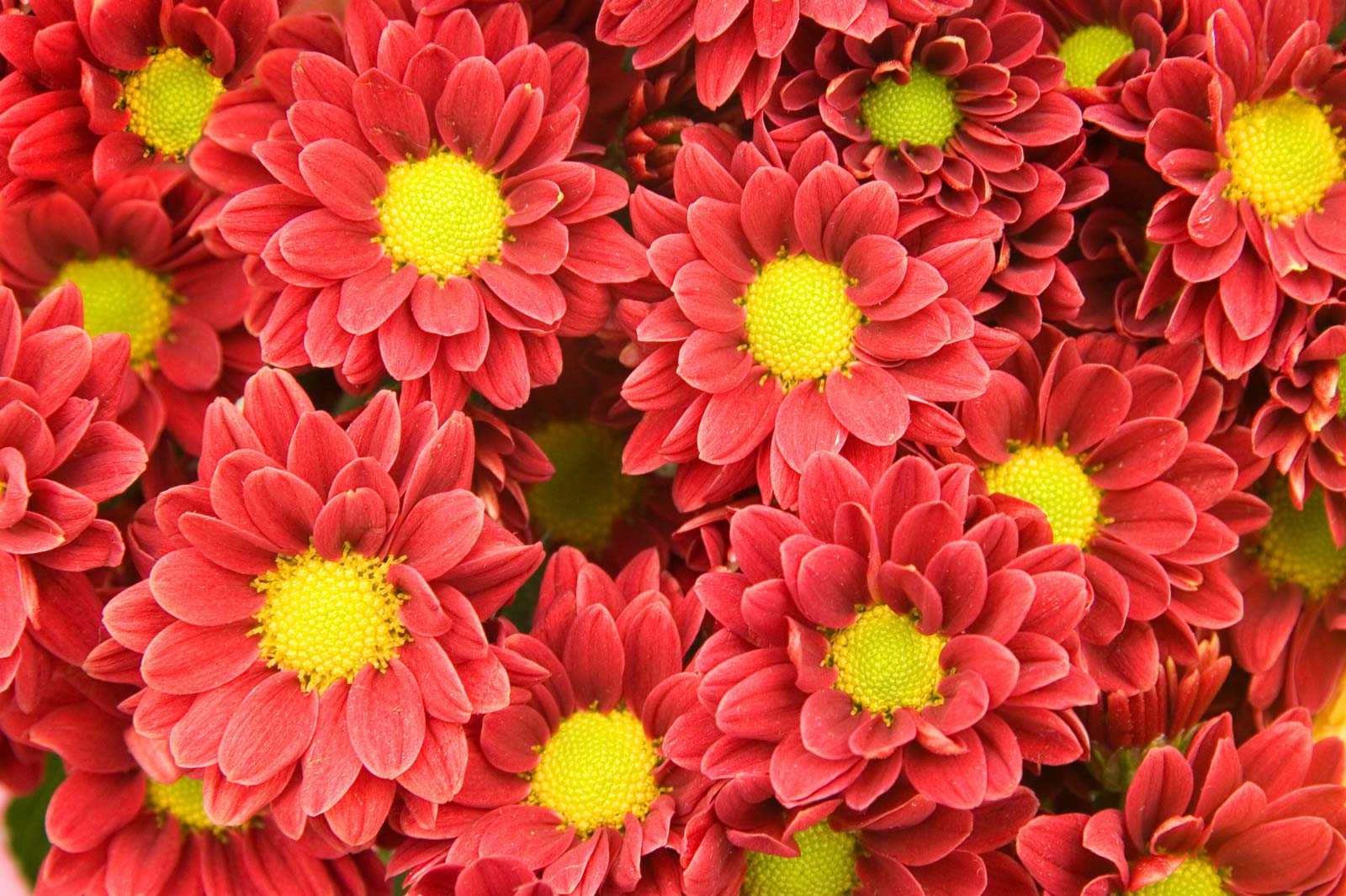Hình ảnh hoa cúc đỏ
