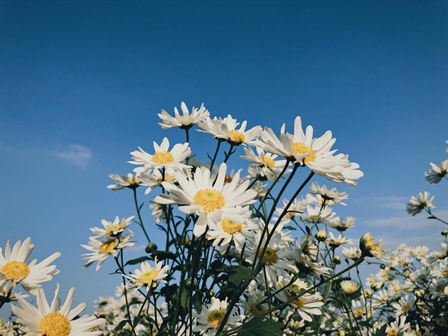 Hình ảnh hoa cúc trong nắng