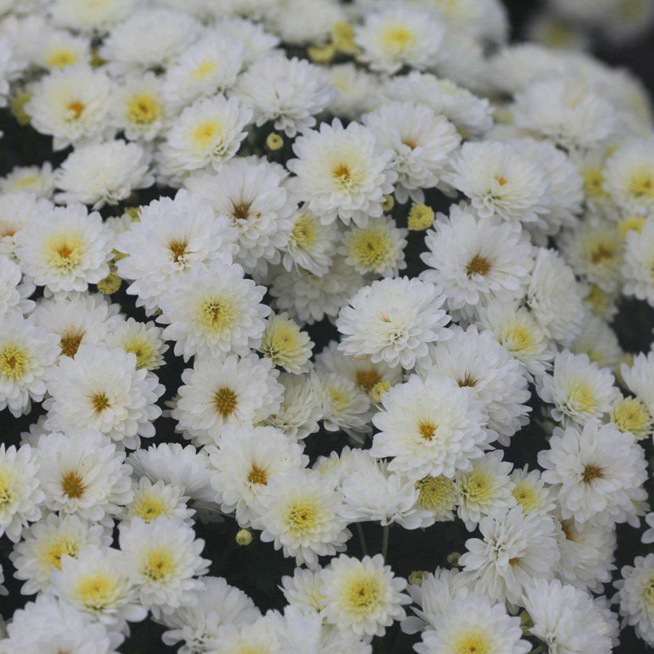 Hình ảnh đẹp về hoa cúc trắng