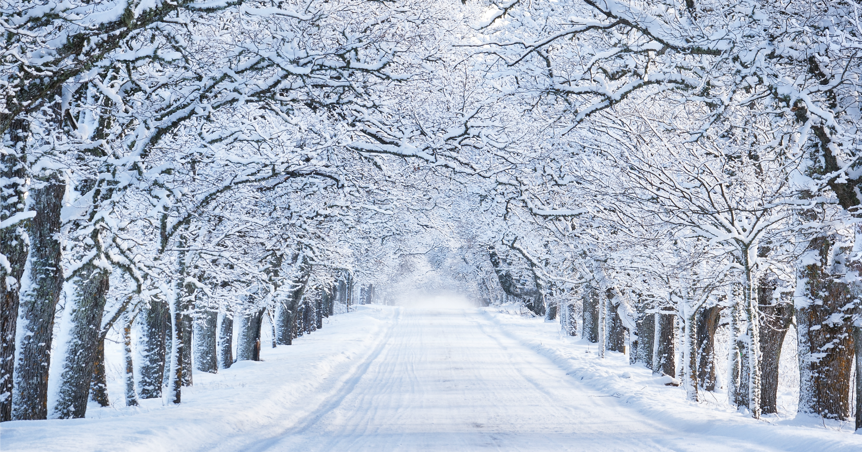 Cả đường và cây đều ngập tuyết vào mùa đông