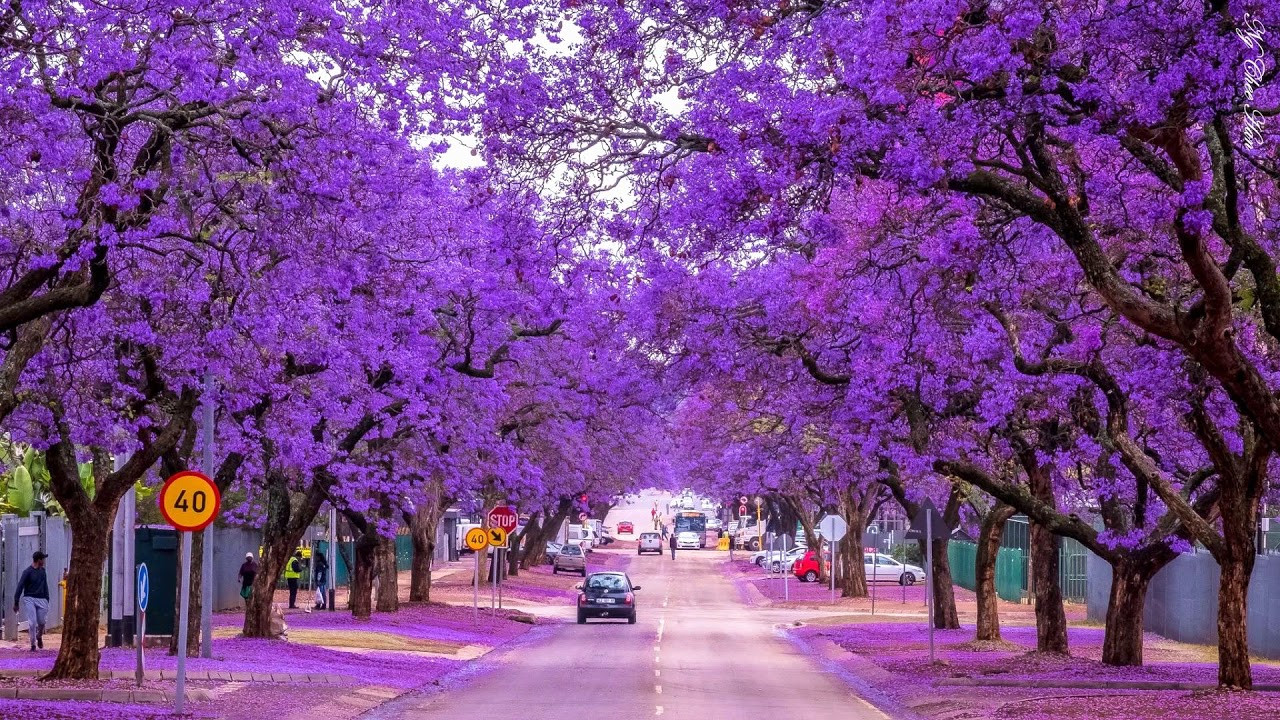 Mùa xuân hoa nở tím trời ở Úc