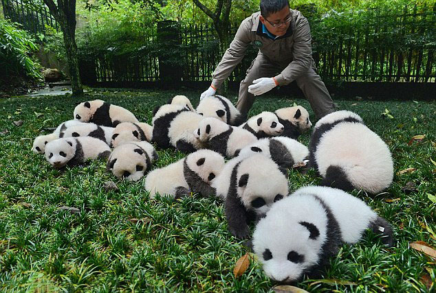 Hình ảnh chăm sóc Panda
