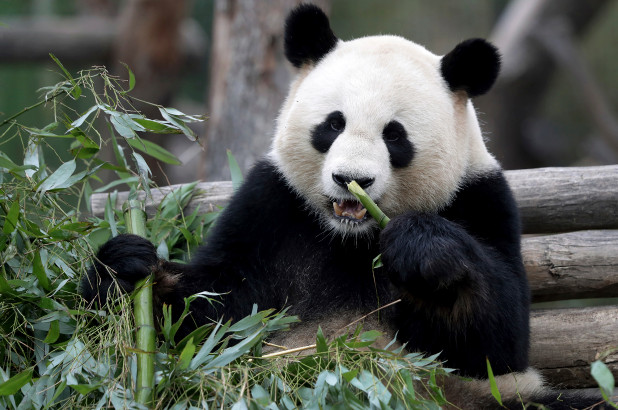 Hình ảnh gấu trúc panda