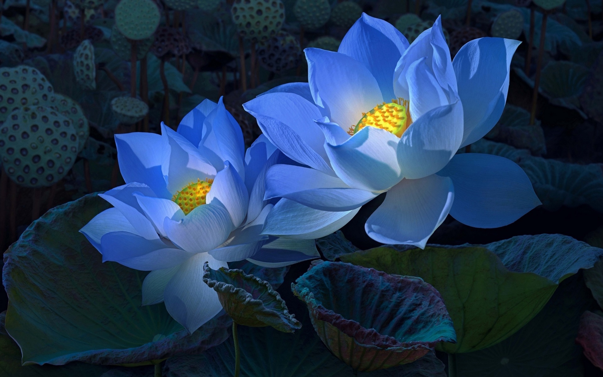 Hình nền hoa sen xanh