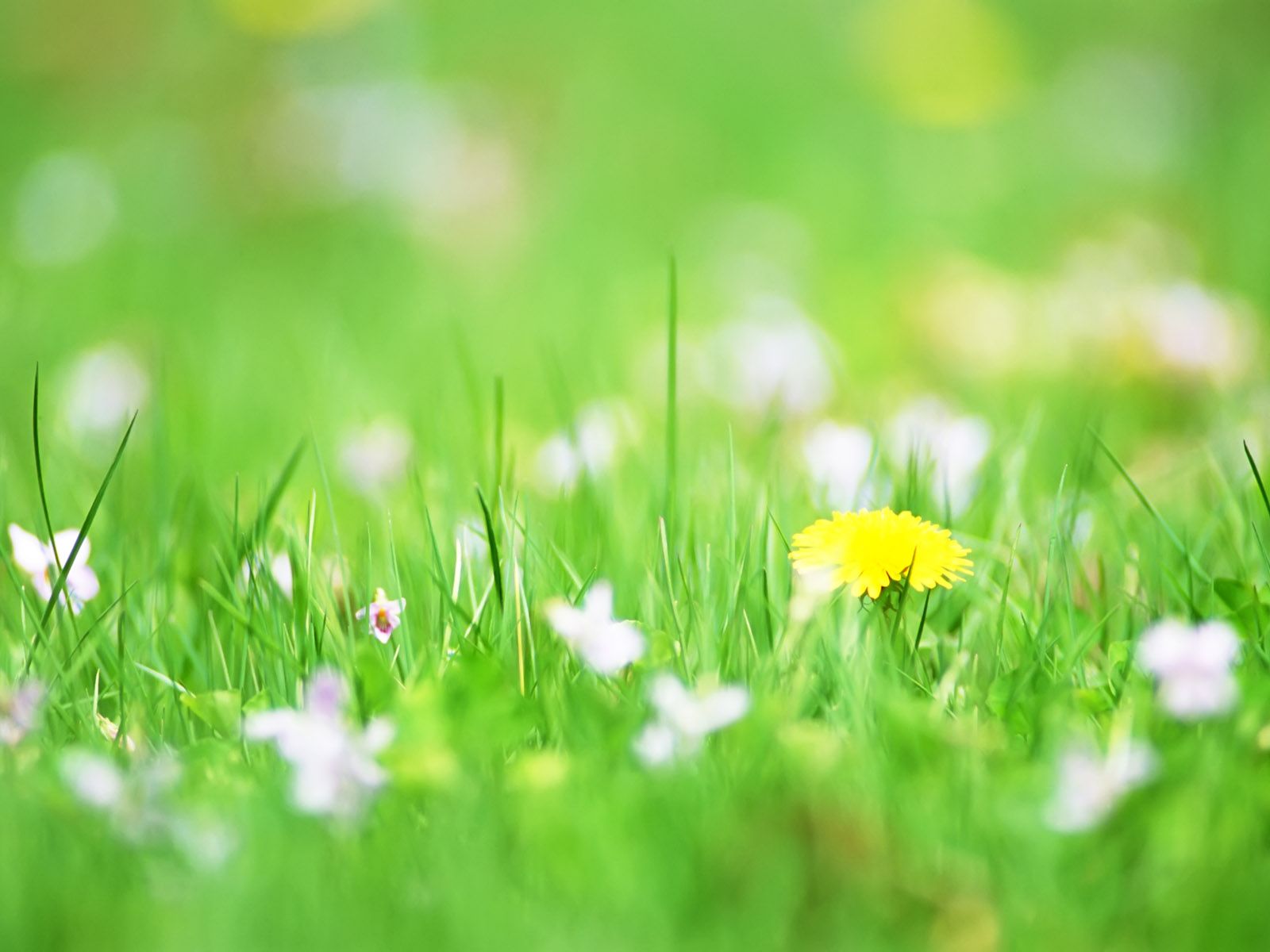Cây cỏ may với tác dụng và cách dùng cây cỏ may Viện Dinh dưỡng