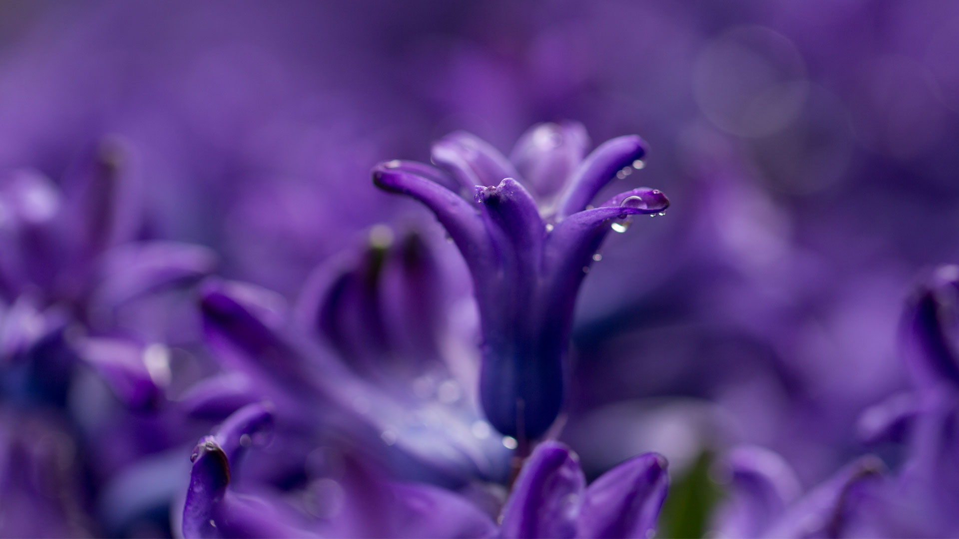 Hình nền bông hoa màu tím