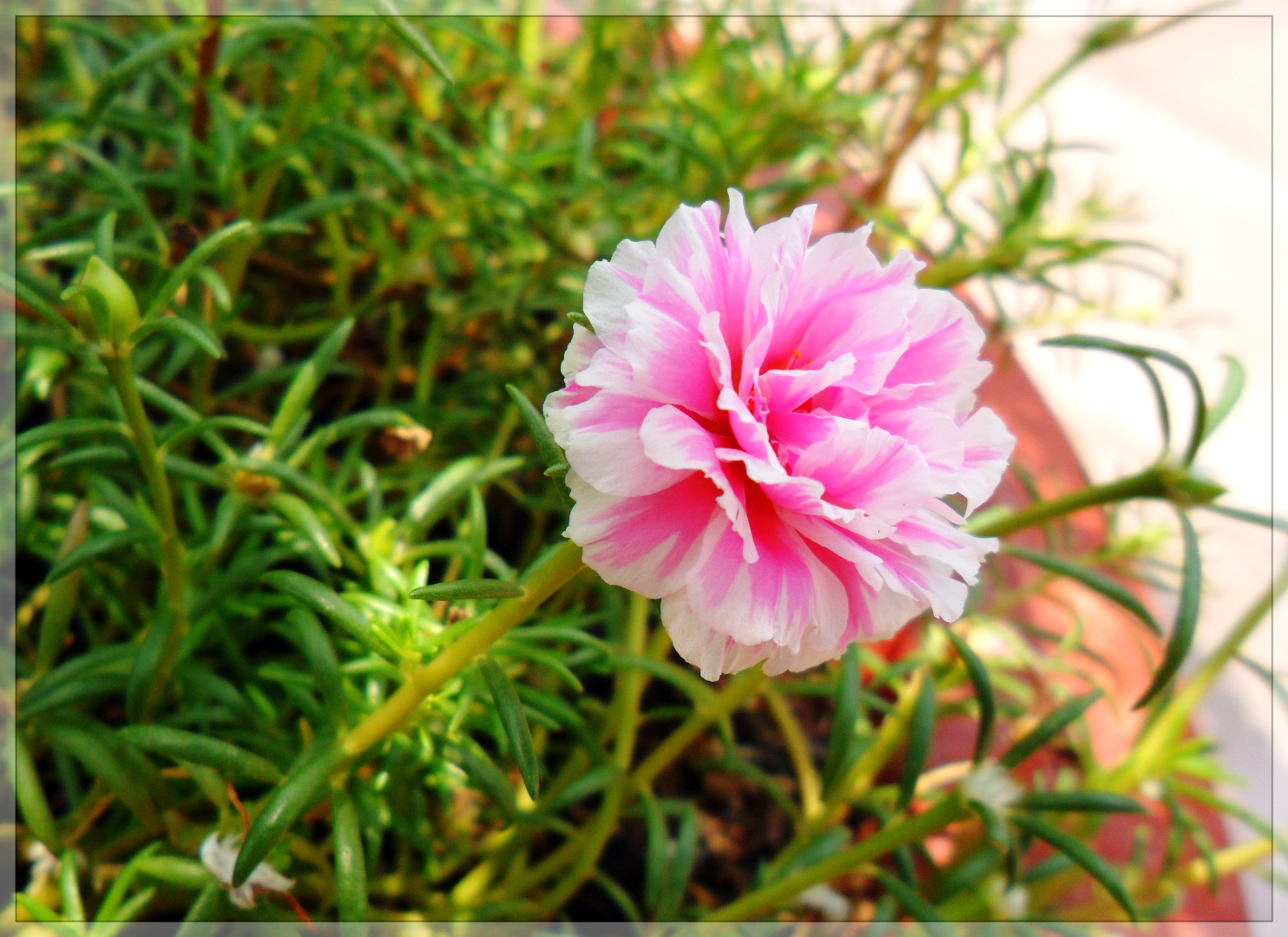 Hoa mười giờ cực đẹp màu hồng và trắng