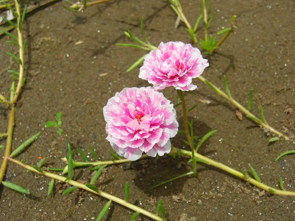 Hoa mười giờ đẹp màu hồng viền trắng