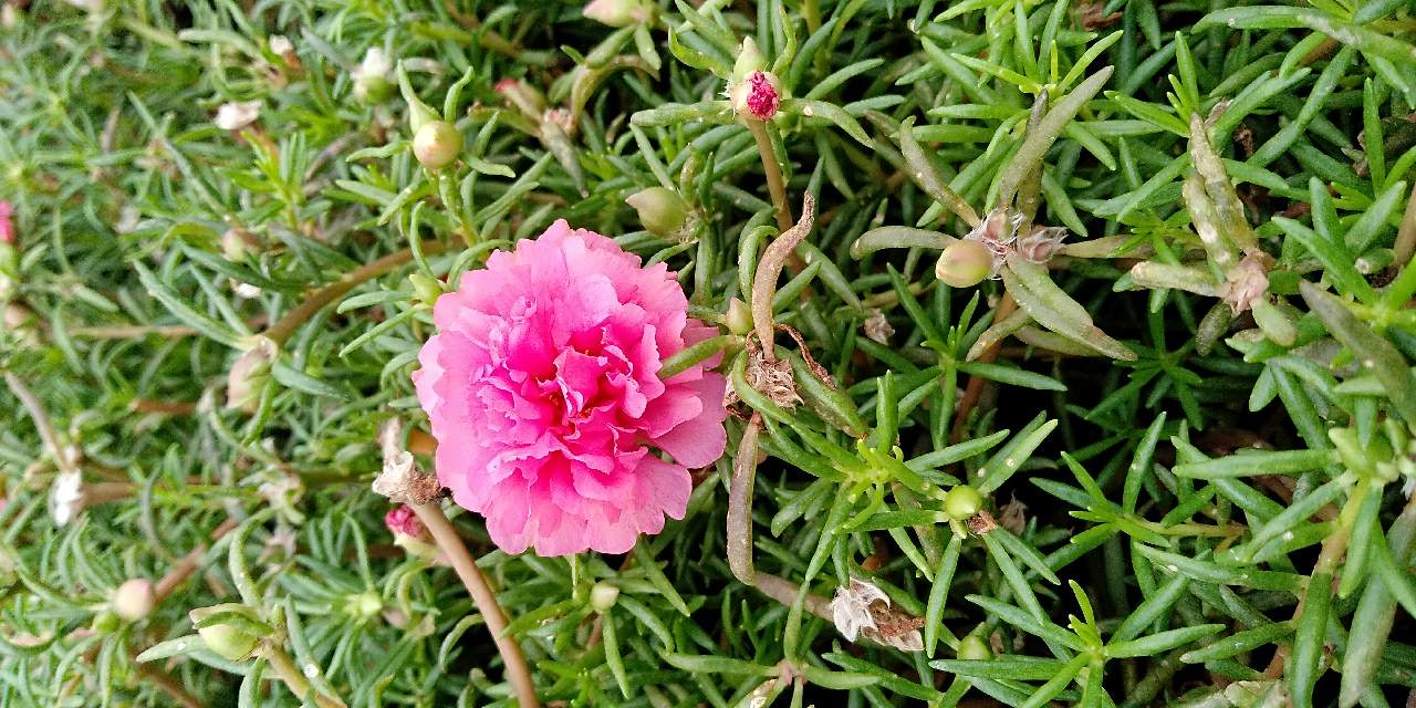 Hoa mười giờ trổ bông màu hồng
