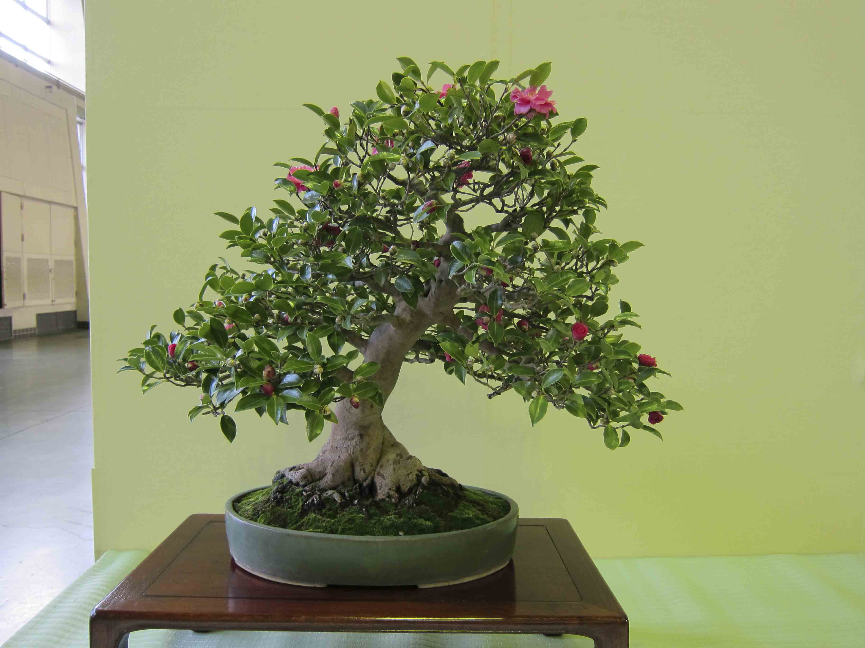 Hoa trà mi cảnh trồng trong nhà nhìn như bonsai
