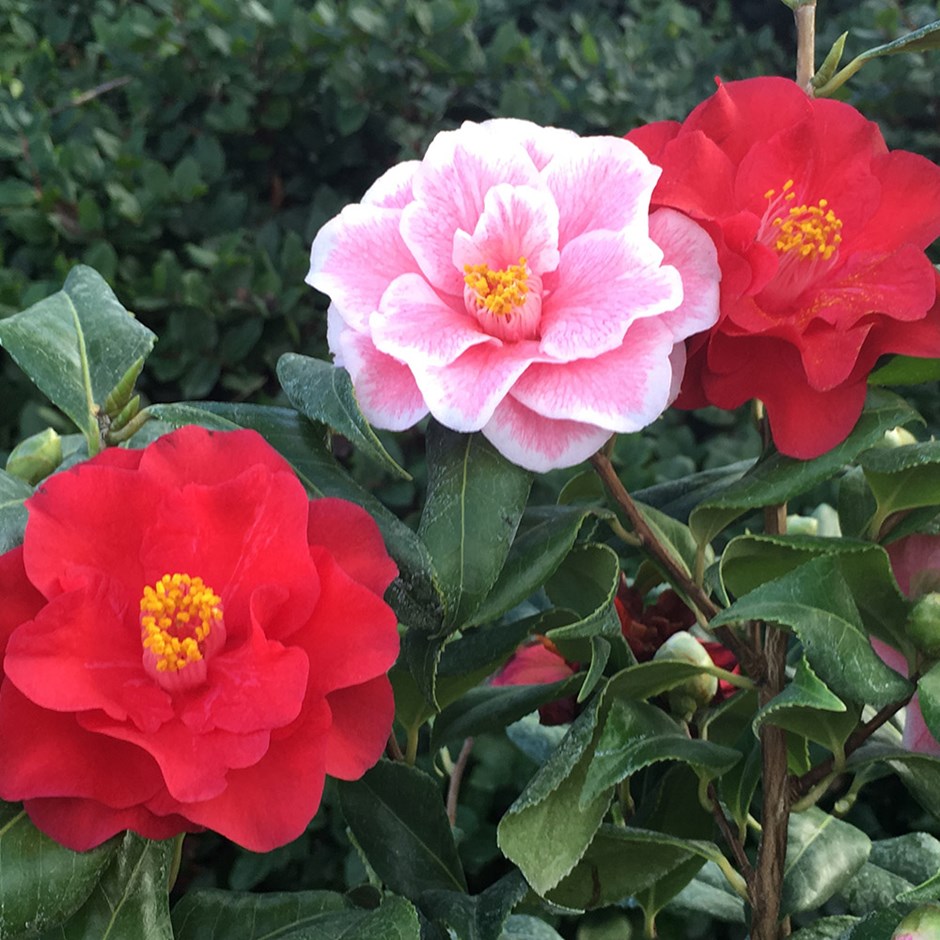 Hoa trà mi hồng và đỏ nở rộ rất đẹp