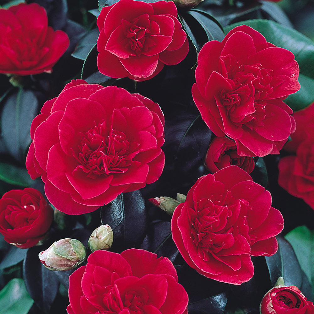 Những bông hoa trà mi đỏ thắm cực kỳ đẹp