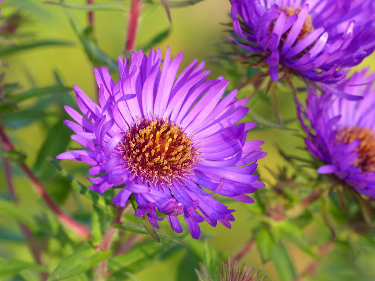 Bông hoa cúc màu tím