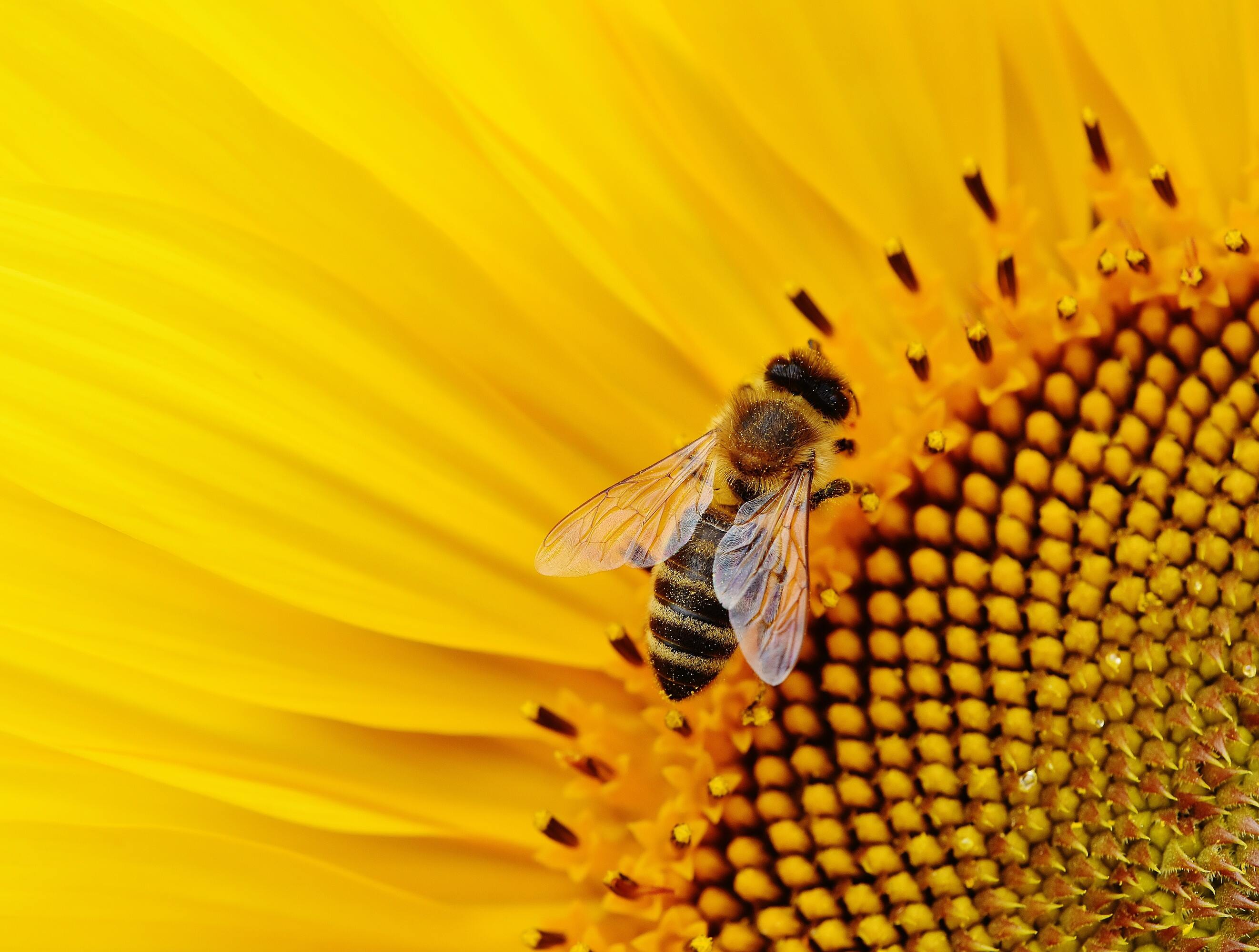 Hình ảnh con ong hút mật đẹp nhất 