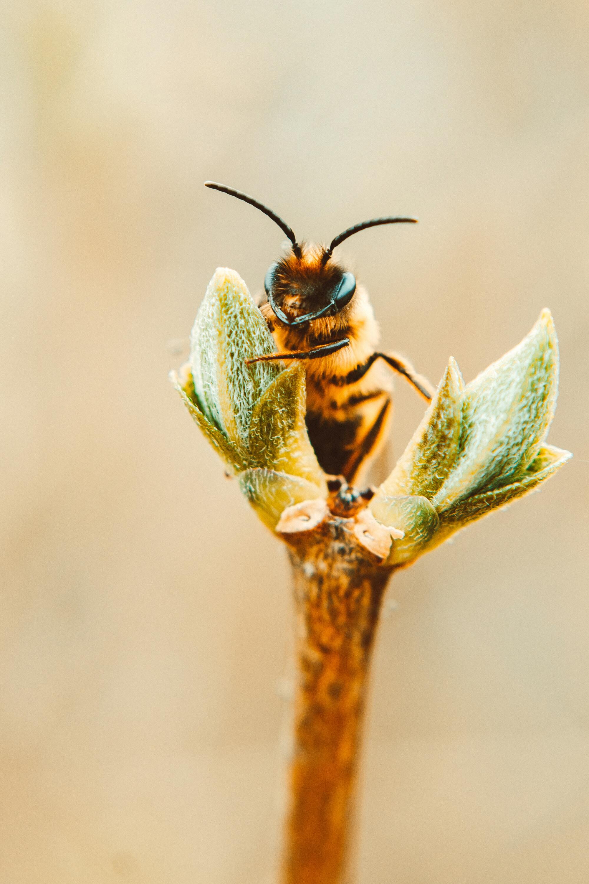 Hình ảnh con ong hút mật hoa đẹp 