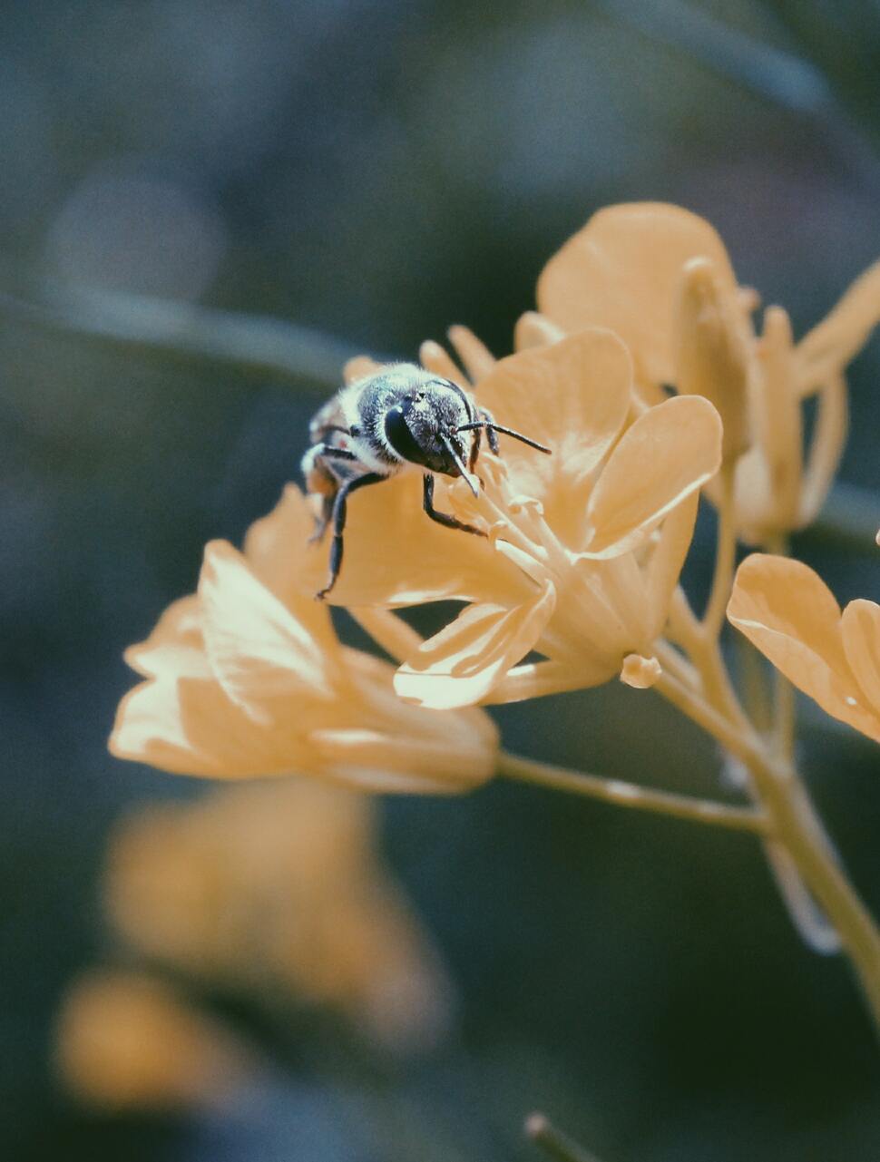 Hình ảnh con ong ngộ nghĩnh