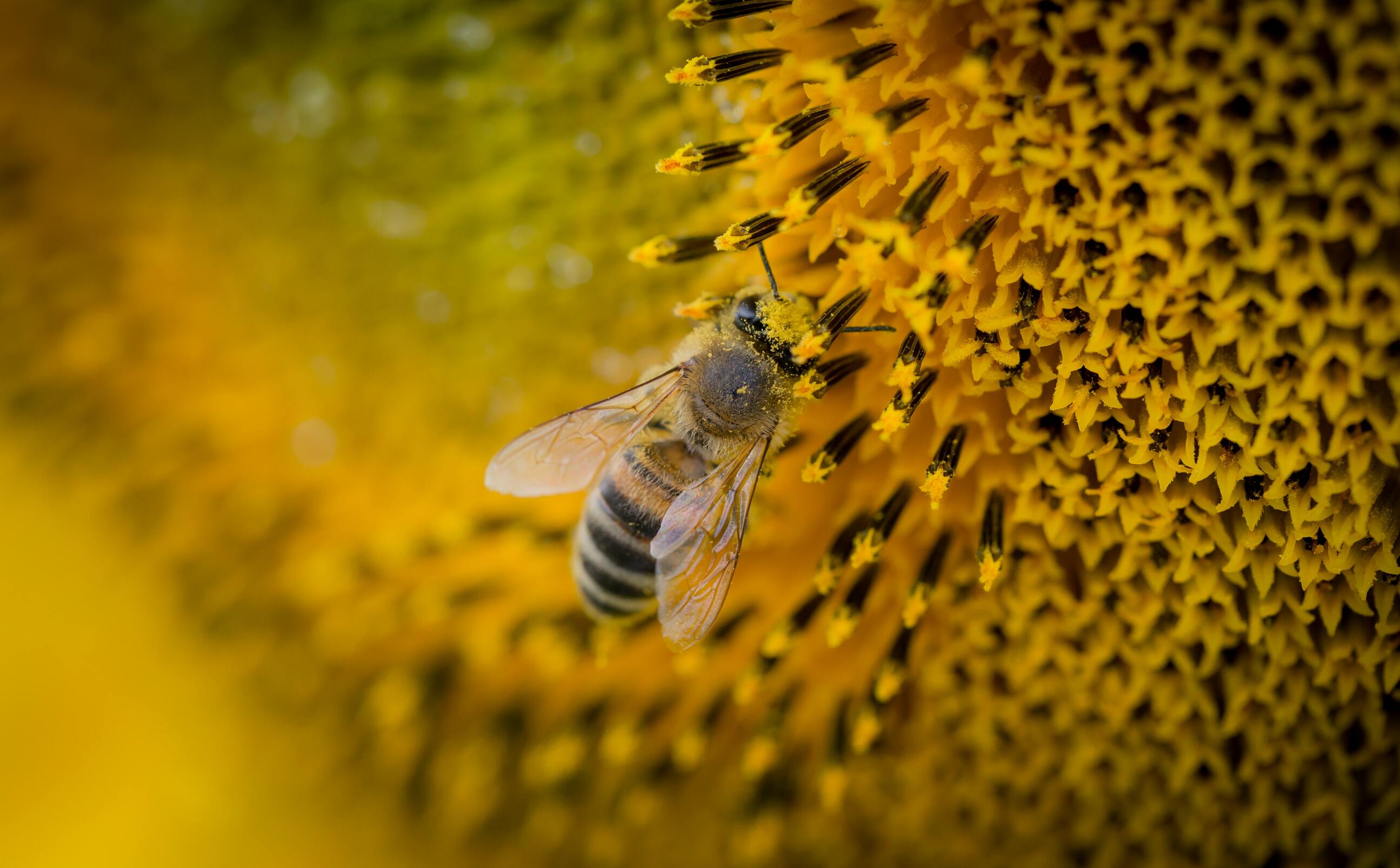 Hình ảnh con ong vàng