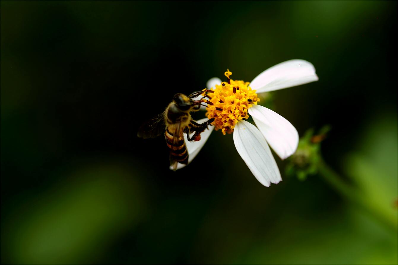 Hình ảnh ề con ong