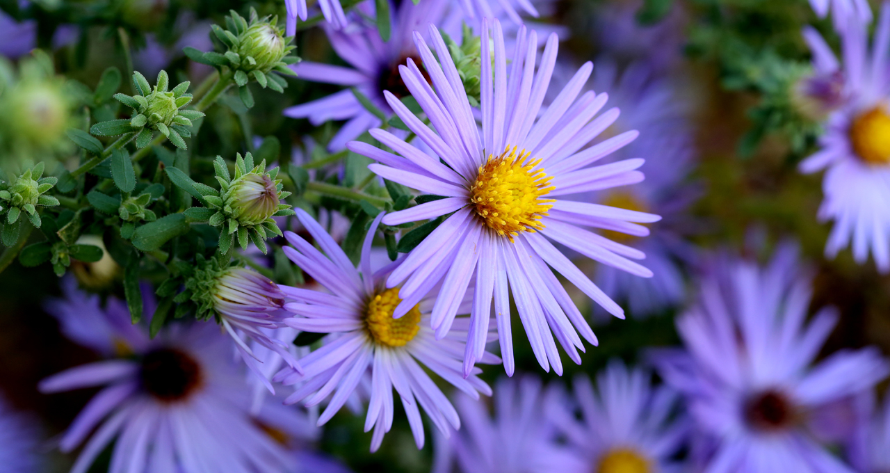 Hình ảnh hoa cúc tím đẹp nhất