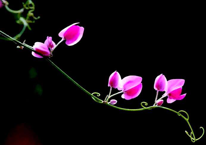 Hình ảnh hoa tigon tím hồng