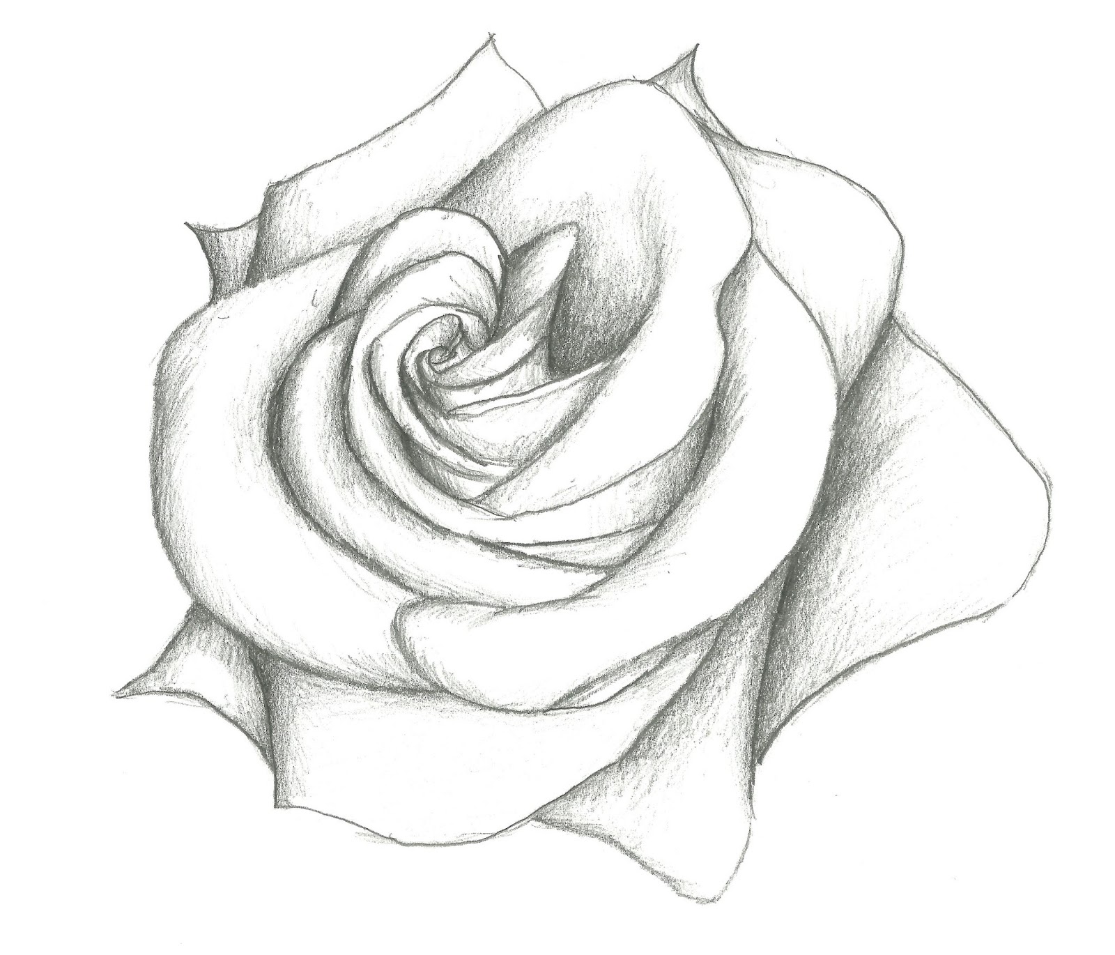 Ảnh đẹp vẽ hoa hồng bằng bút chì