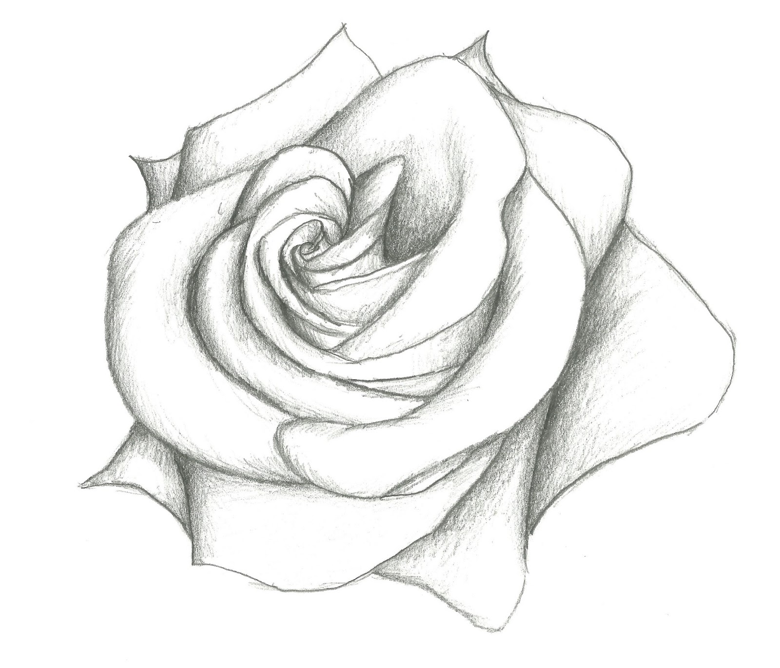 Hướng dẫn VẼ HOA HỒNG I How to draw a Rose II Ong Mật Mỹ Thuật 96  YouTube