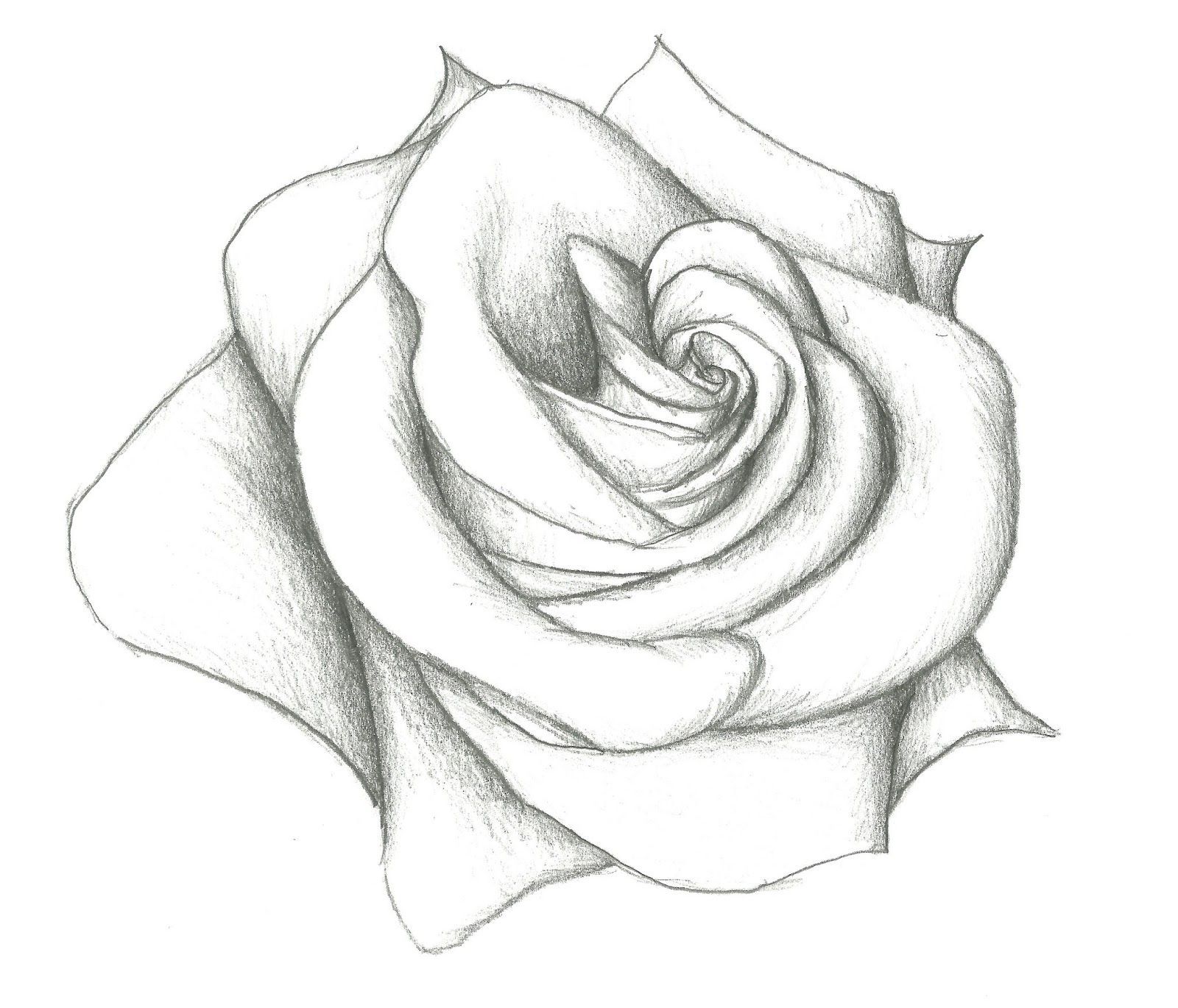 Ảnh hoa hồng vẽ bằng bút chì