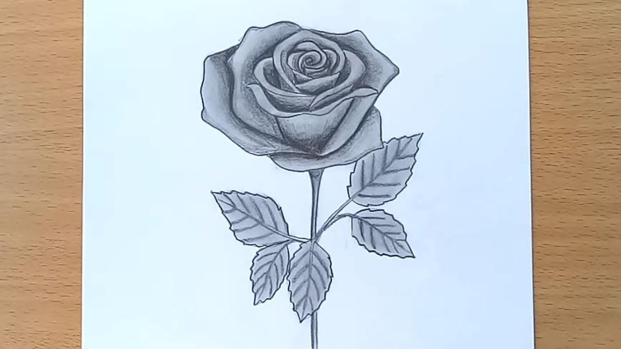Hình ảnh hoa hồng