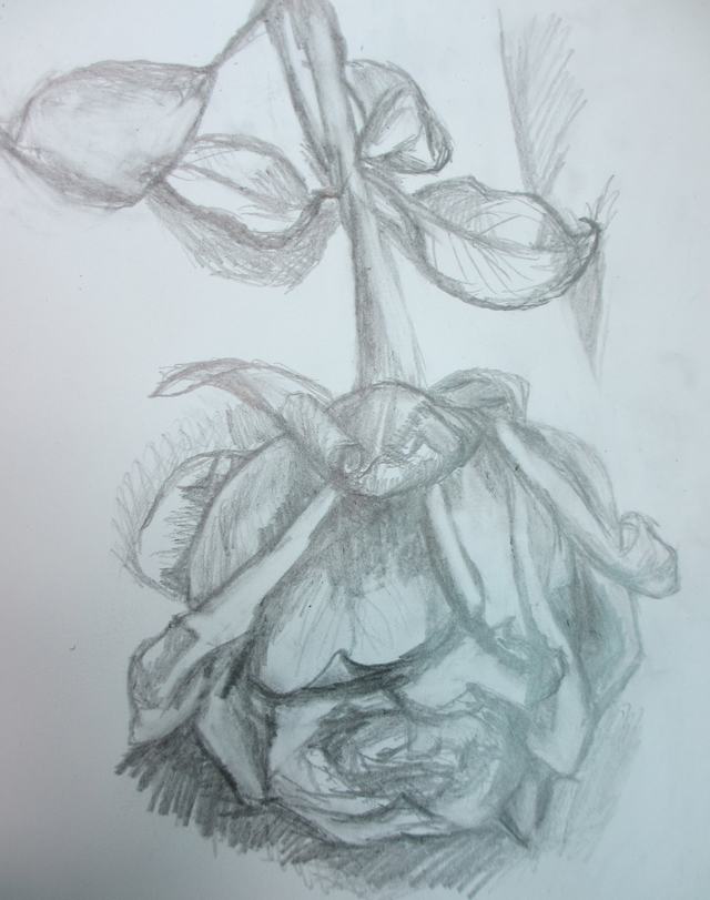 Hình vẽ hoa hồng bằng bút chì