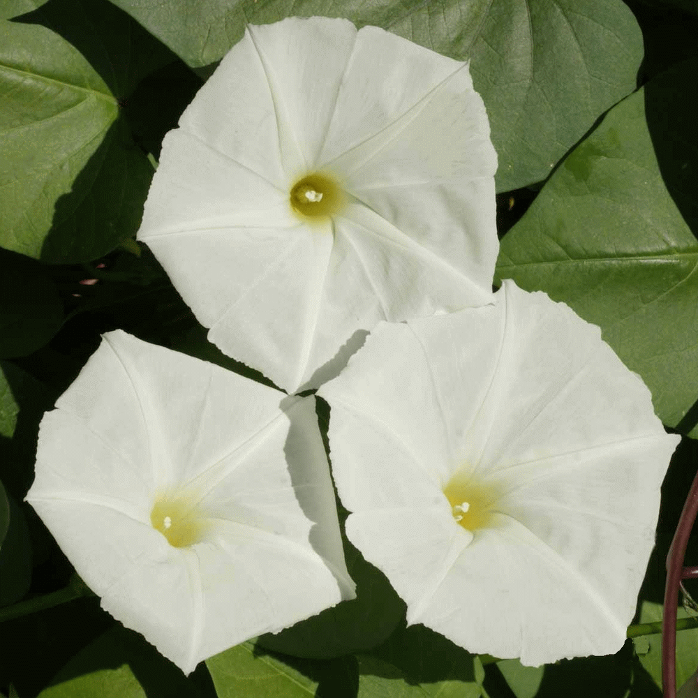 Hoa bìm bịp trắng hình ảnh đẹp nhất