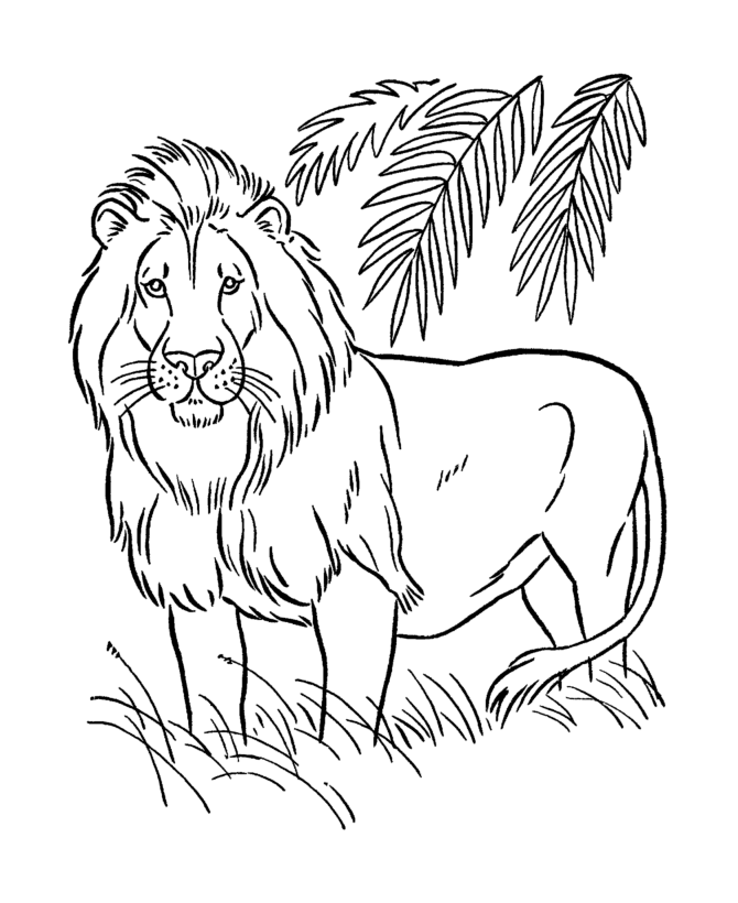 Bức tranh sư tử trong trang màu rừng