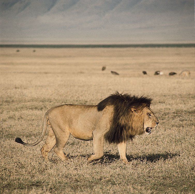 Hình ảnh con sư tử đực